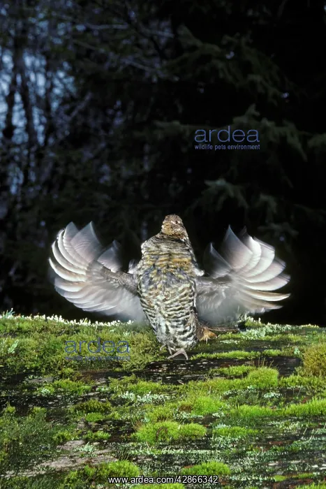  : Ruffed Grouse drumming (spring mating-territorial display)