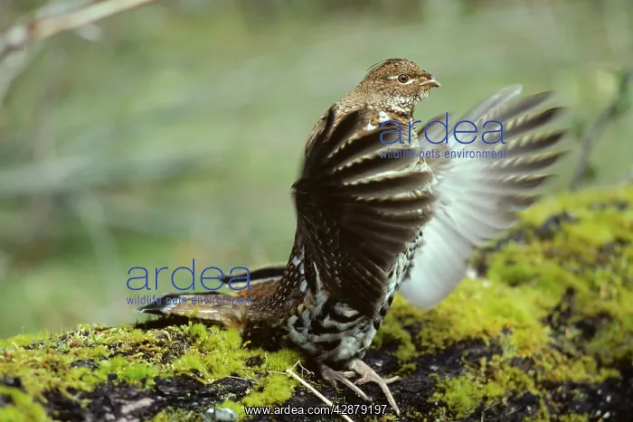 : Ruffed Grouse drumming (spring mating-territorial display) : Ruffed Grouse drumming (spring mating-territorial display)