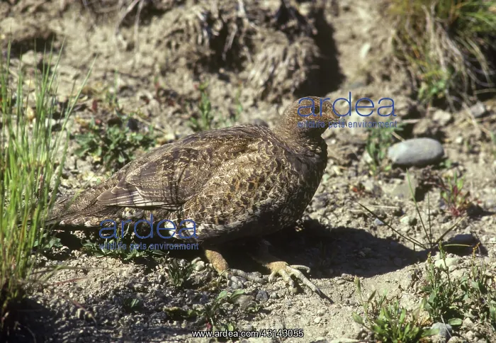 : Ruffed Grouse female : Ruffed Grouse female