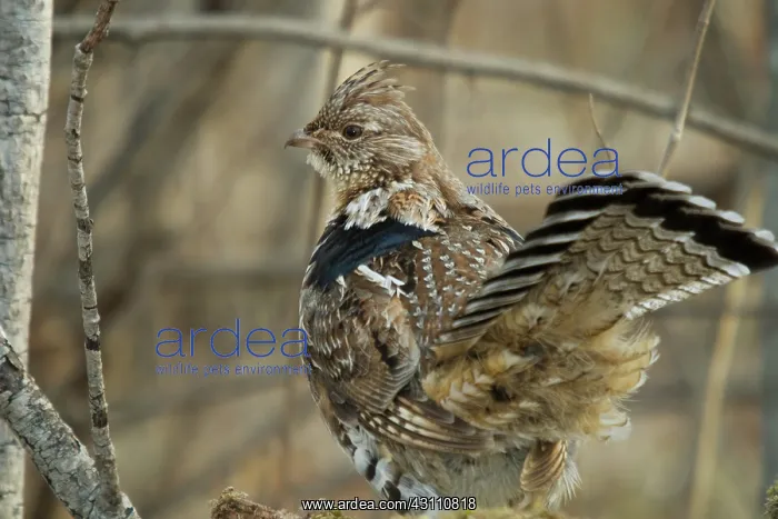 : Ruffed Grouse in the Forest : Ruffed Grouse in the Forest