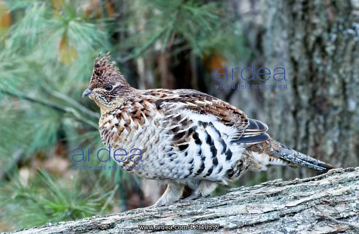 : Ruffed Grouse - On Log : Ruffed Grouse - On Log