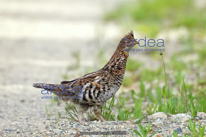 : Ruffed Grouse - male : Ruffed Grouse - male