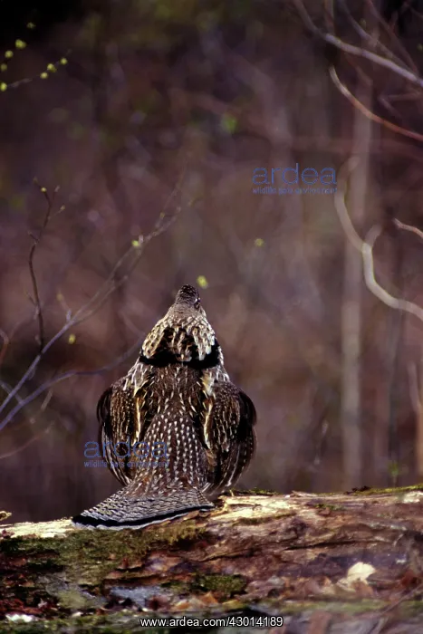  : Ruffed Grouse - male