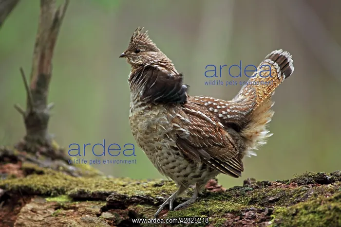 : Ruffed Grouse - Male engaged in courtship display : Ruffed Grouse - Male engaged in courtship display