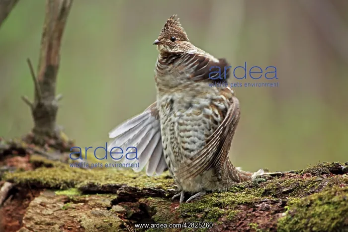 : Ruffed Grouse - Male engaged in courtship display : Ruffed Grouse - Male engaged in courtship display