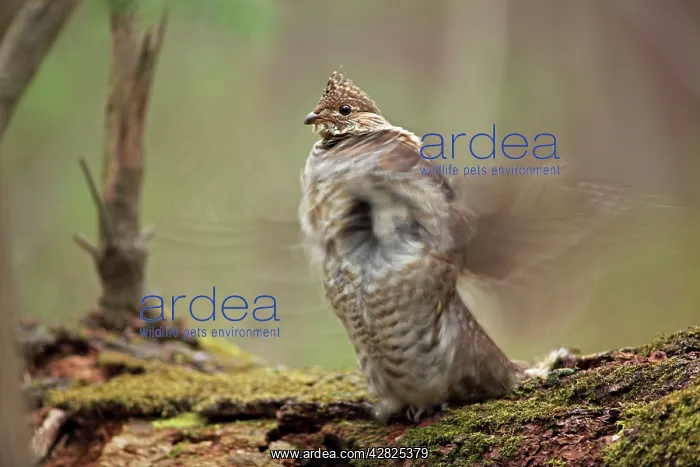 : Ruffed Grouse - Male engaged in courtship display : Ruffed Grouse - Male engaged in courtship display