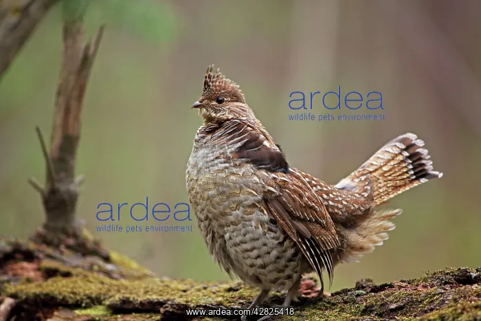 : Ruffed Grouse - Male engaged in courtship display : Ruffed Grouse - Male engaged in courtship display