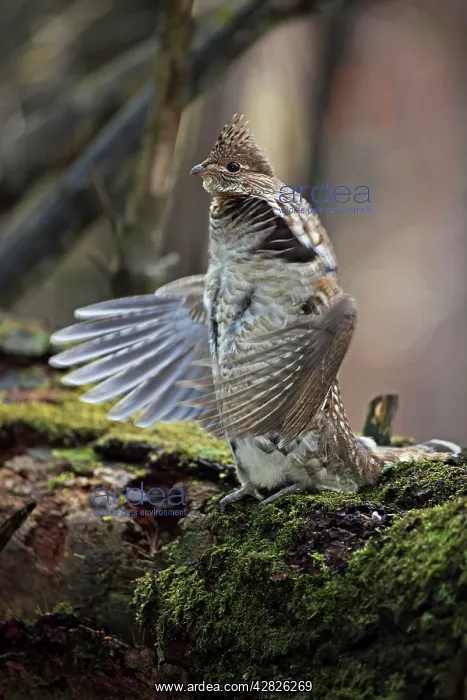 : Ruffed Grouse - Male engaged in courtship display : Ruffed Grouse - Male engaged in courtship display