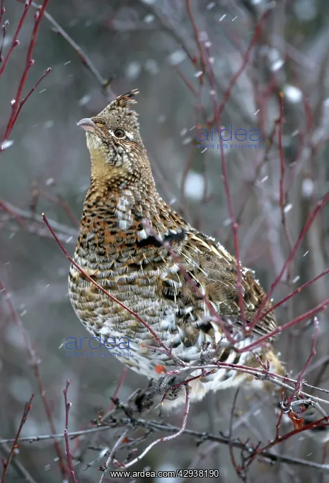 : Ruffed Grouse perched in saskatoon bush during snowstorm : Ruffed Grouse perched in saskatoon bush during snowstorm