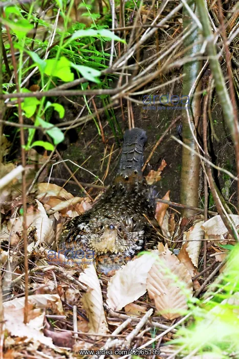 : Ruffed Grouse - sitting on nest on forest floor - April : Ruffed Grouse - sitting on nest on forest floor - April