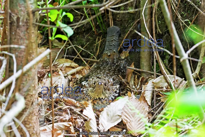 : Ruffed Grouse - sitting on nest on forest floor - April : Ruffed Grouse - sitting on nest on forest floor - April