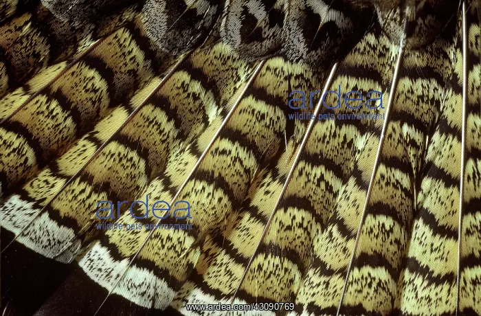: Ruffed Grouse Tail Feathers : Ruffed Grouse Tail Feathers