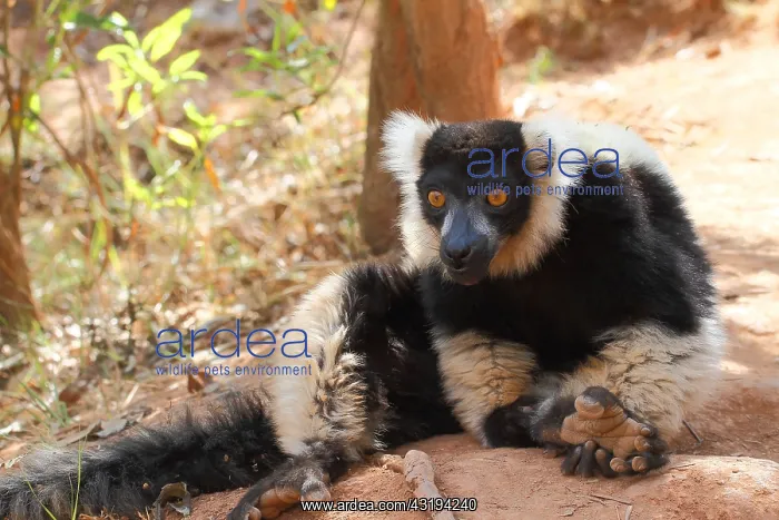 : Ruffed lemur (Varecia variegata) adult sitting on : Ruffed lemur (Varecia variegata) adult sitting on