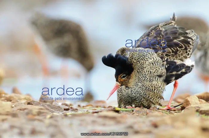 : Ruffs (Philomachus pugnax) displaying in breeding plumage : Ruffs (Philomachus pugnax) displaying in breeding plumage