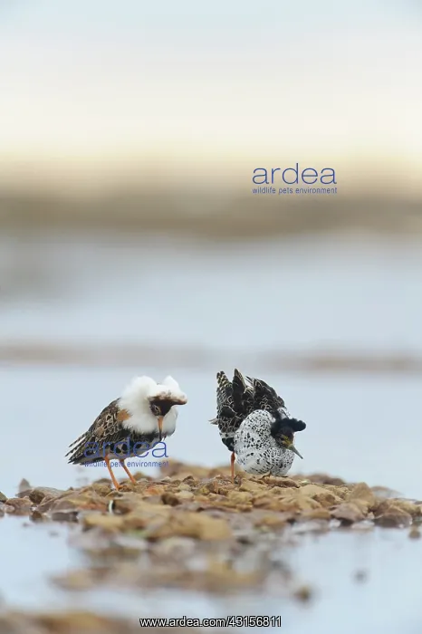 : Ruffs (Philomachus pugnax) displaying in breeding plumage : Ruffs (Philomachus pugnax) displaying in breeding plumage