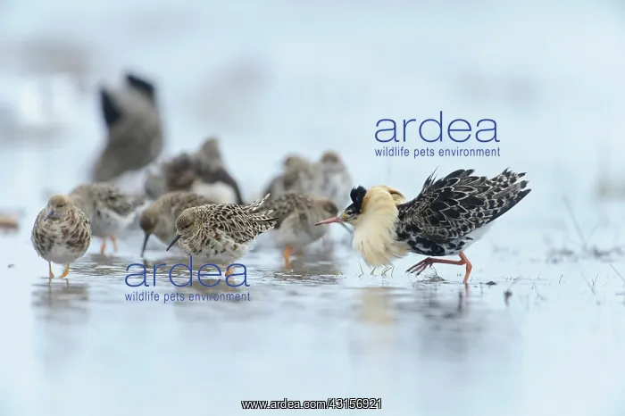 : Ruffs (Philomachus pugnax) displaying in breeding plumage : Ruffs (Philomachus pugnax) displaying in breeding plumage