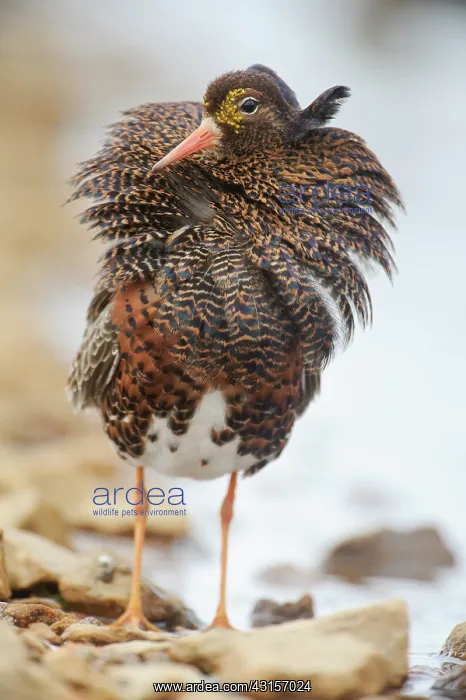  : Ruffs (Philomachus pugnax) displaying in breeding plumage