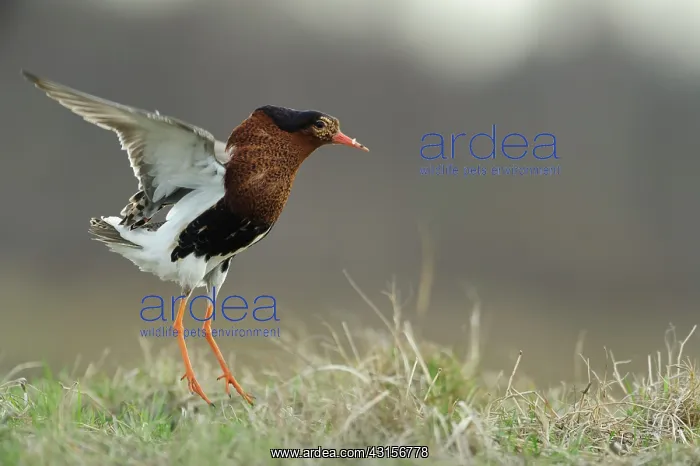 : Ruffs (Philomachus pugnax) displaying by jumping in breeding plumage : Ruffs (Philomachus pugnax) displaying by jumping in breeding plumage