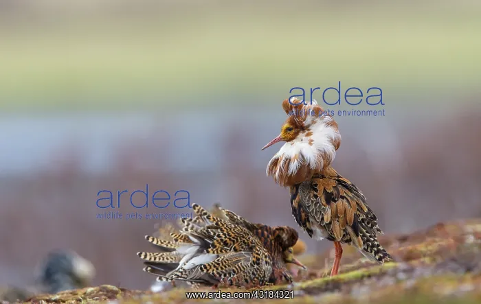 : Ruffs (Philomachus pugnax) lekking : Ruffs (Philomachus pugnax) lekking