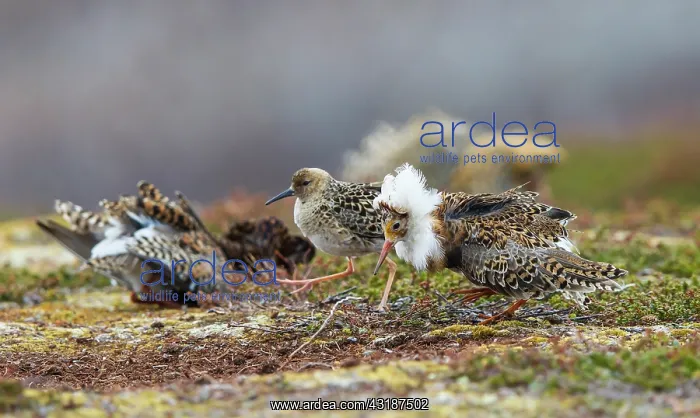 : Ruffs (Philomachus pugnax) lekking : Ruffs (Philomachus pugnax) lekking