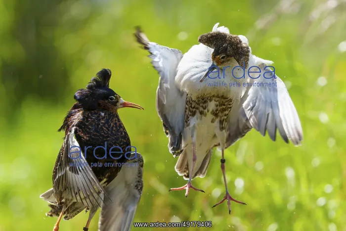 : Two ruffs in tense flight pose : Two ruffs in tense flight pose