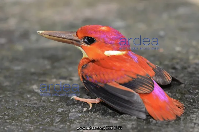 : Rufous-Backed Kingfisher : Rufous-Backed Kingfisher