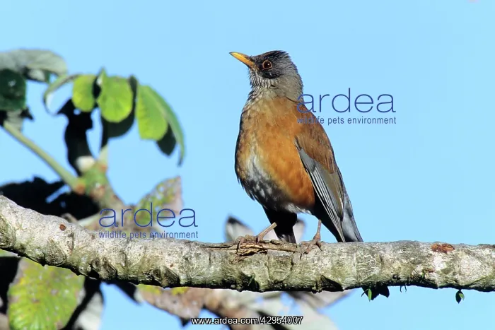 : Rufous-backed Robin : Rufous-backed Robin