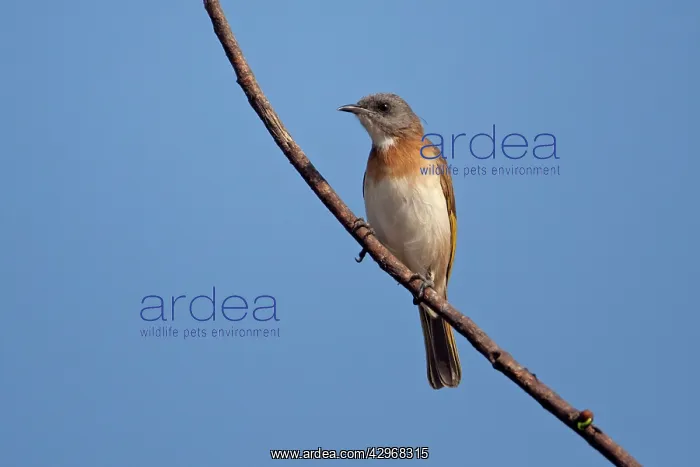 : Rufous-banded Honeyeater - perched on a branch : Rufous-banded Honeyeater - perched on a branch
