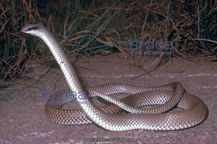 : Rufous Beaked Snake : Rufous Beaked Snake