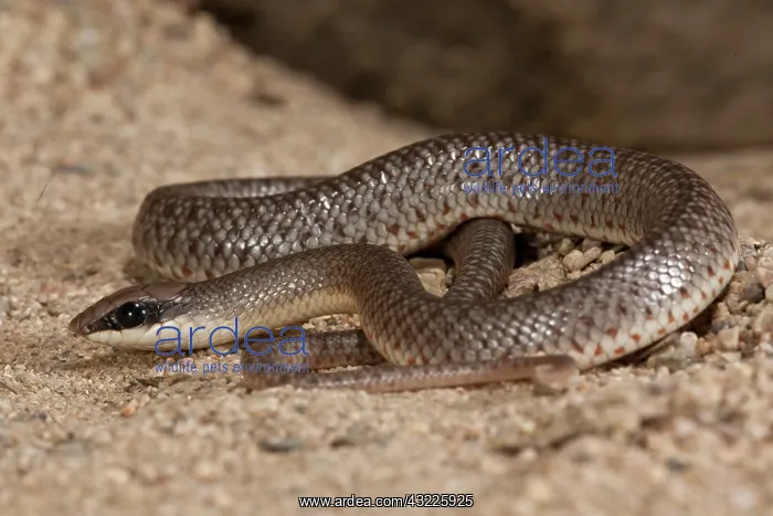: Rufous Beaked Snake, Rhamphiophis rostratus : Rufous Beaked Snake, Rhamphiophis rostratus