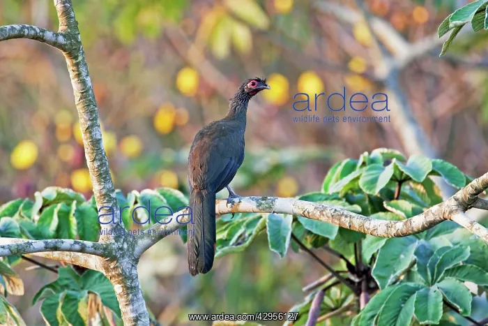 : Rufous-bellied Chachalaca : Rufous-bellied Chachalaca