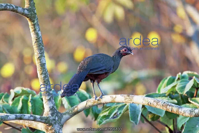 : Rufous-bellied Chachalaca : Rufous-bellied Chachalaca