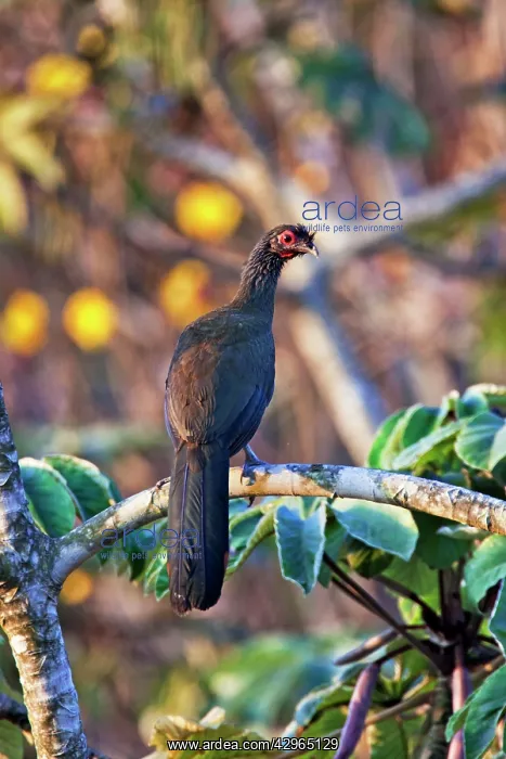 : Rufous-bellied Chachalaca - in March : Rufous-bellied Chachalaca - in March