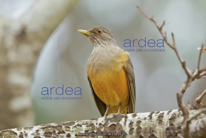 : Rufous-bellied Thrush : Rufous-bellied Thrush