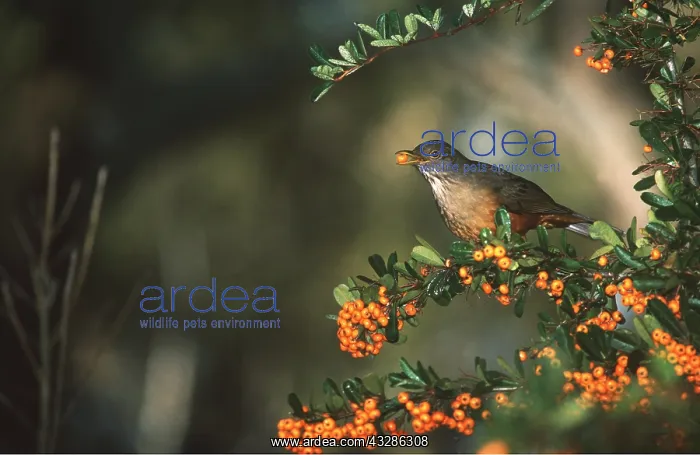 : RUFOUS-BELLIED THRUSH - on branch with berries : RUFOUS-BELLIED THRUSH - on branch with berries