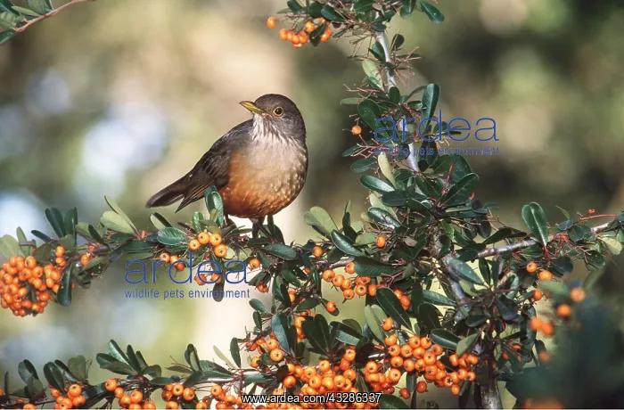 : RUFOUS-BELLIED THRUSH - on branch with berries : RUFOUS-BELLIED THRUSH - on branch with berries