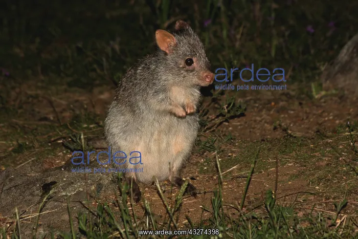  : Rufous Bettong 2624