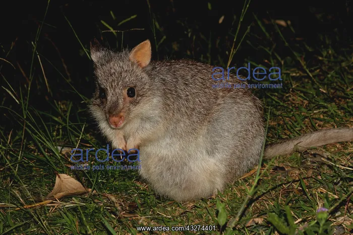  : Rufous Bettong 3446