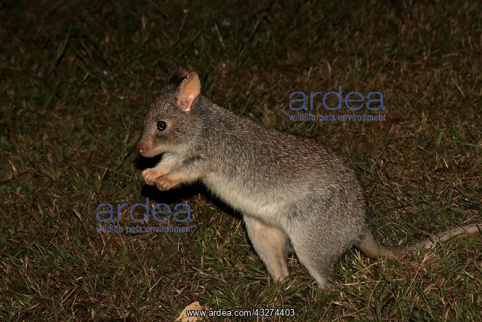  : Rufous Bettong 4026