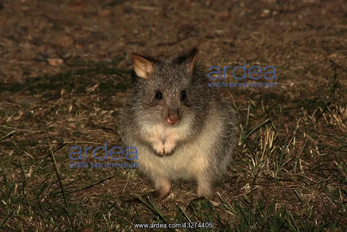  : Rufous Bettong 4048