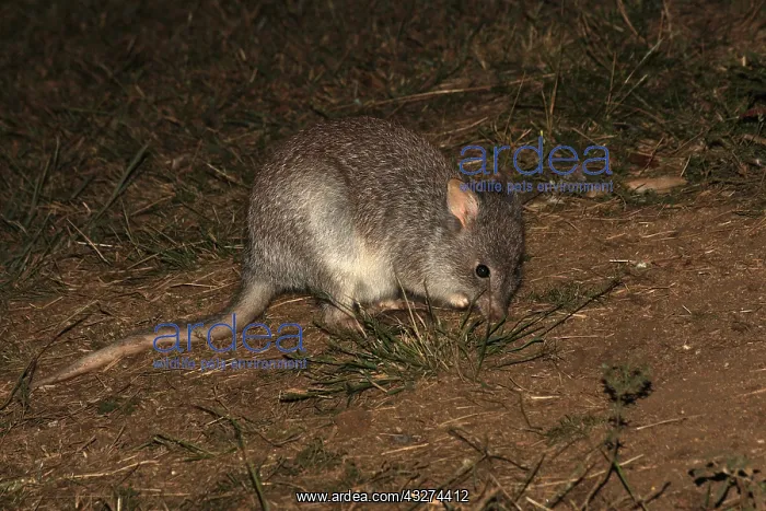  : Rufous Bettong 4108