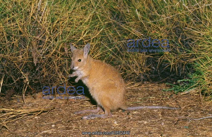 : Rufous Bettong or Rufous RAT-KANGAROO : Rufous Bettong or Rufous RAT-KANGAROO