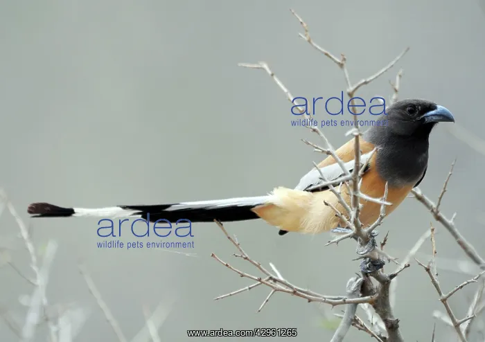 : Rufous-Billed Treepie : Rufous-Billed Treepie