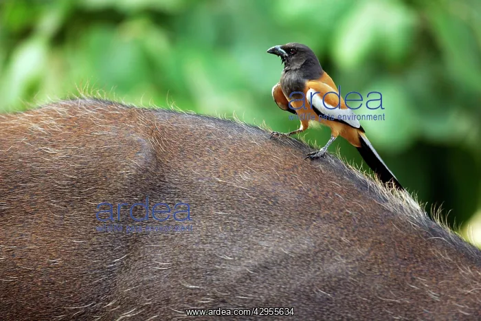 : Rufous-billed treepie - On sambar (cervus unicolor) : Rufous-billed treepie - On sambar (cervus unicolor)