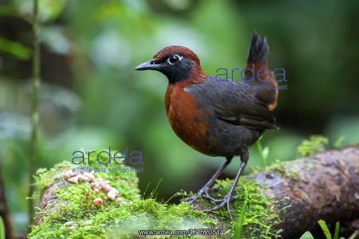 : Rufous-breasted antthrush (Formicarius rufipectus) : Rufous-breasted antthrush (Formicarius rufipectus)