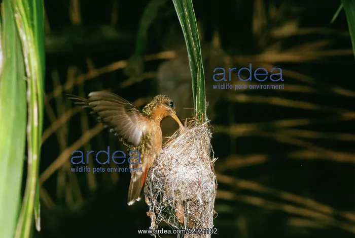 : Rufous-breasted Hermit Hummingbird : Rufous-breasted Hermit Hummingbird