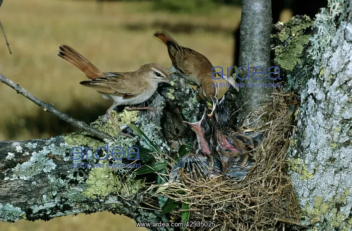 : Rufous Bush CHAT / rufous-tailed Scrub-robin / : Rufous Bush CHAT / rufous-tailed Scrub-robin /