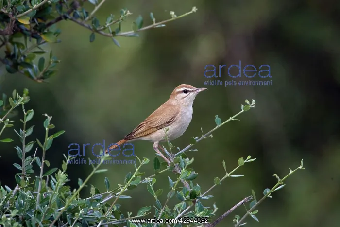 : Rufous Bush Robin : Rufous Bush Robin