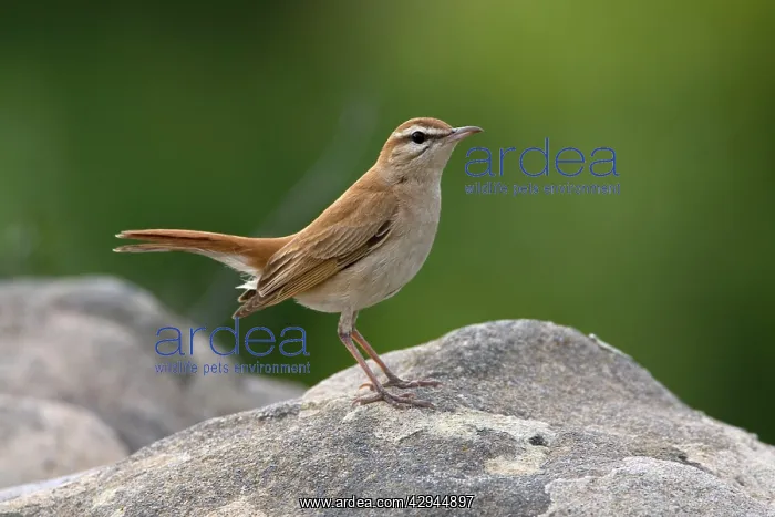 : Rufous Bush Robin : Rufous Bush Robin