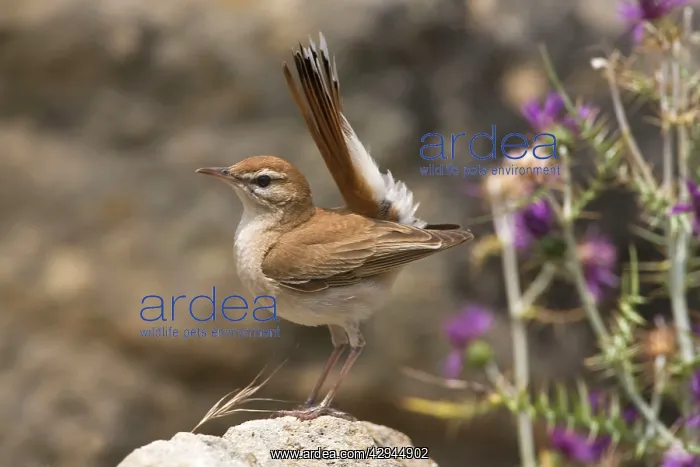: Rufous Bush Robin : Rufous Bush Robin